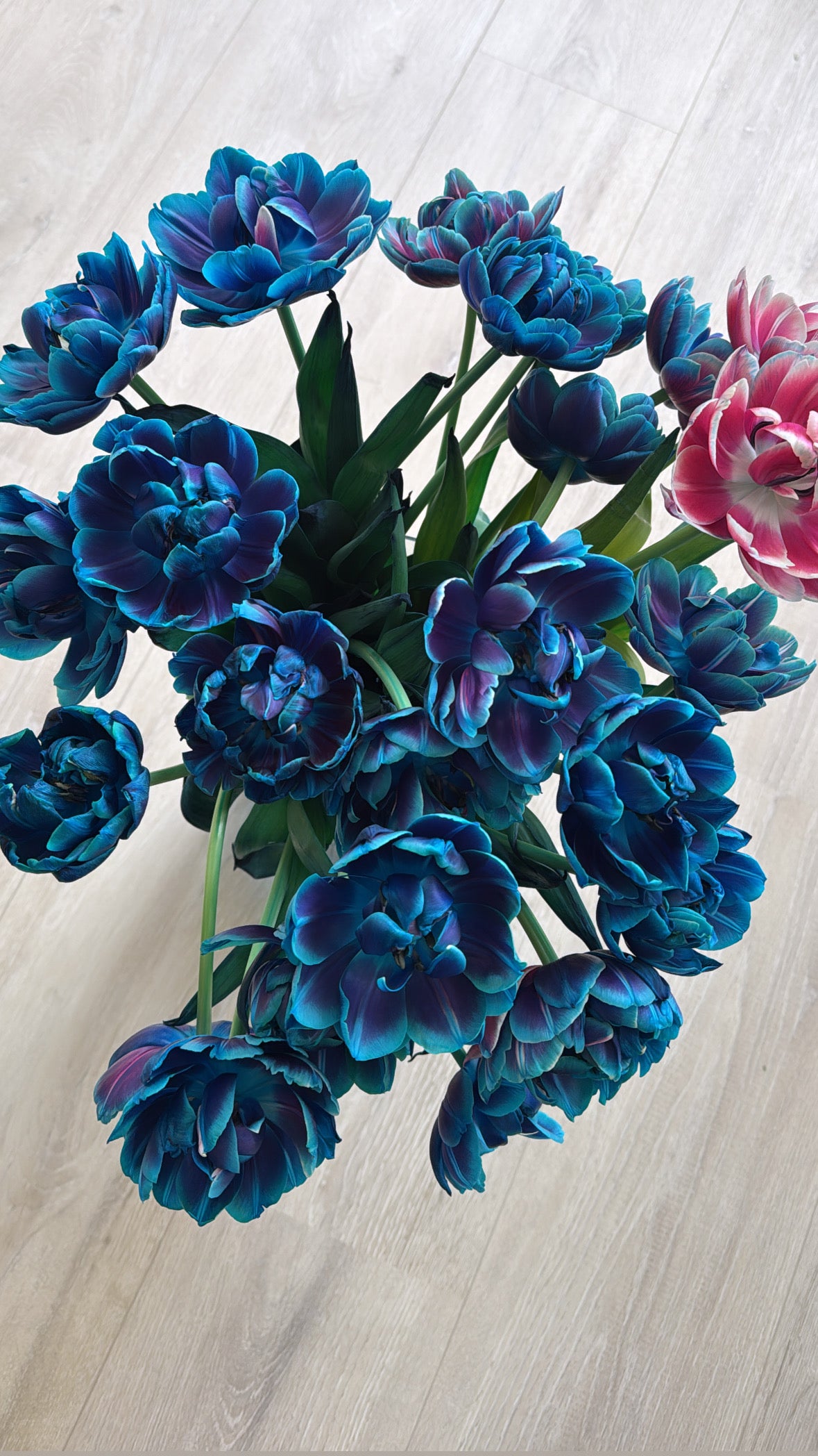 Bibble Tulpen